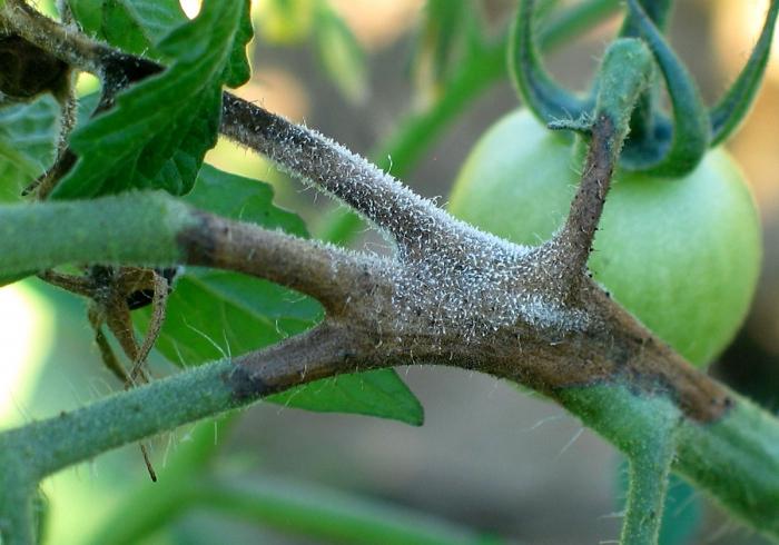 Choroba paradajok. Ako sa vysporiadať s phytophthorou na paradajkách?