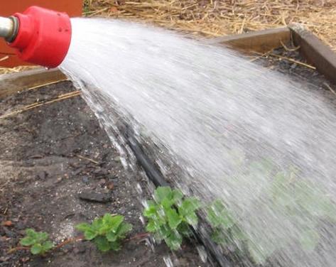 Ako sa voda jahody počas kvitnutia dosiahnuť dobrú úrodu