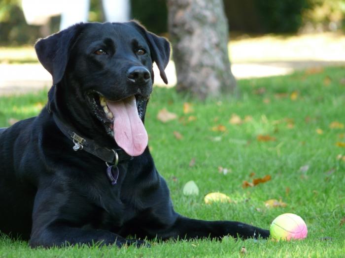 pes čierny labrador