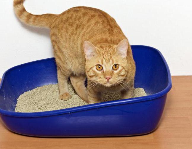 Ako zvyknúť dospelú mačku na podnos? WC pre mačky. Nepodniknuté mačky z ulice: výchova