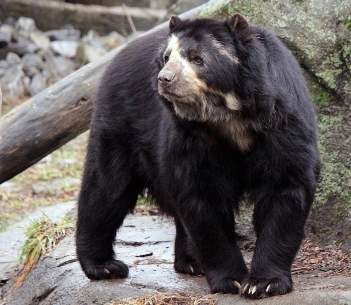 Plešatý medveď v zoologickej záhrade