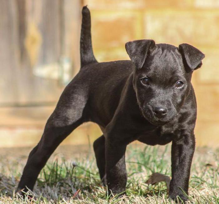 Patterdale Terrier: Popis plemena, charakter, tréning, recenzie