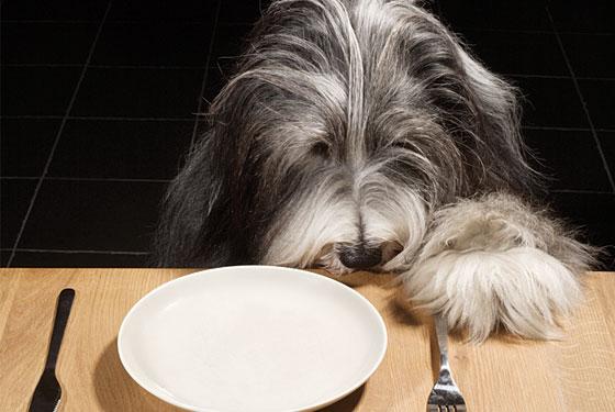 Užitočné jedlo a dobroty pre psy