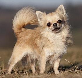 Chihuahua plemeno: starostlivosť a obsah