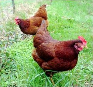 Plemeno rhodonit - kura s vysokou produkciou vajec
