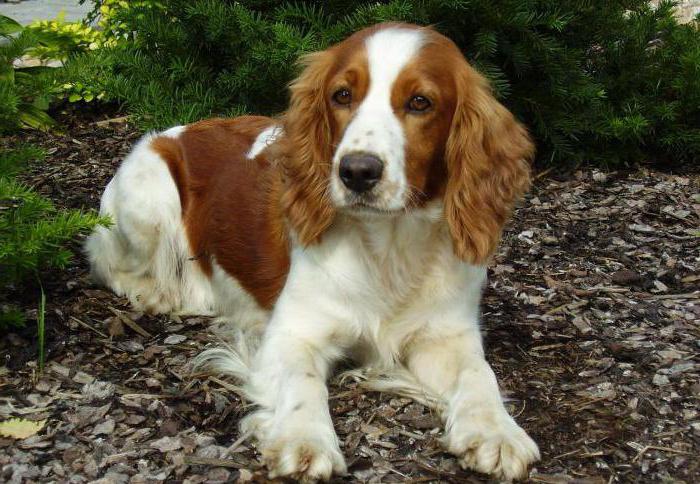 Welsh Springer Spaniel: Popis plemena