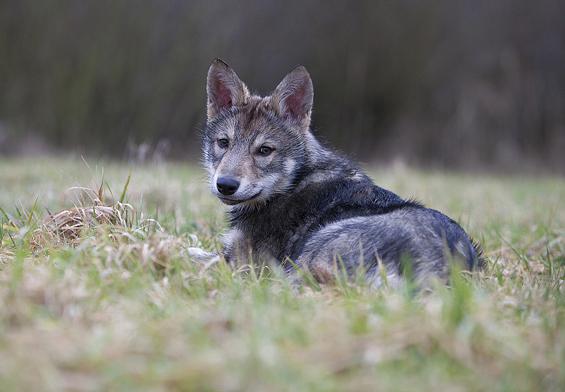 Wolf Dog of Sarlos: popis, postava, fotky a recenzie chovateľov psov