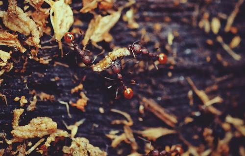 Bojovanie mravcov v záhrade