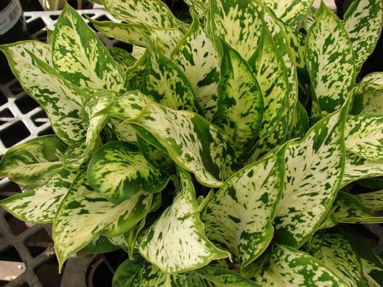 Dieffenbachia: domáca starostlivosť