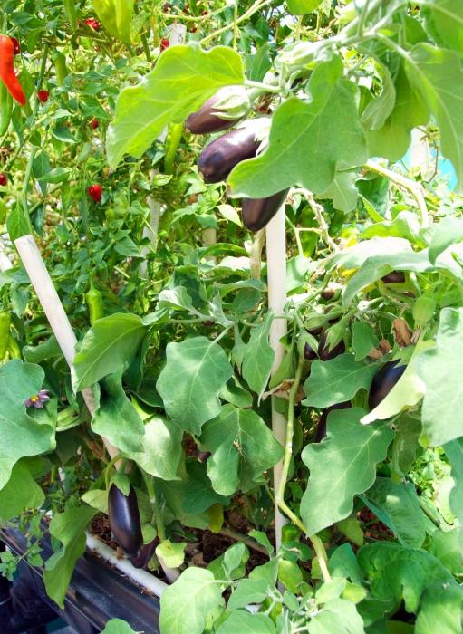 Ako pestovať baklažány v skleníku: vlastnosti výsadby a starostlivosti