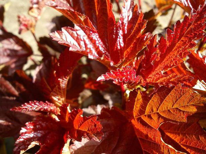 Physocarpus kalinolistny Lady Red John