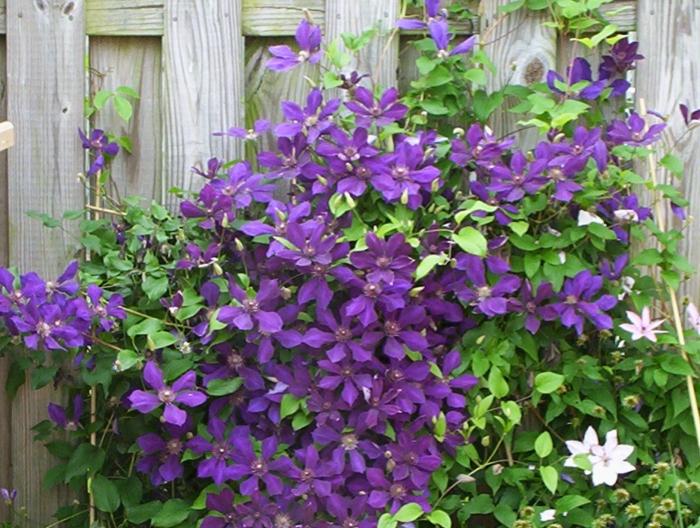 Clematis pre Urals