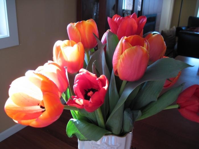 Keď zasadené tulipány: tajomstvo pestovania