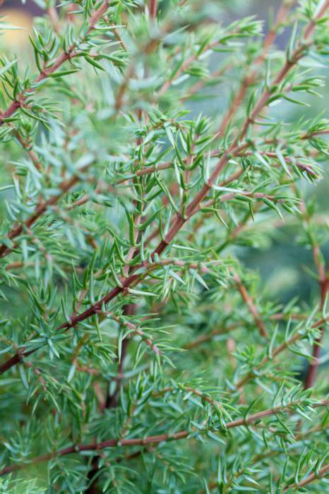 Juniperus Hibernica: vlastnosti rastlín, pravidlá starostlivosti