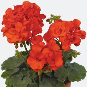 Pelargonium zonal: šarm krásy