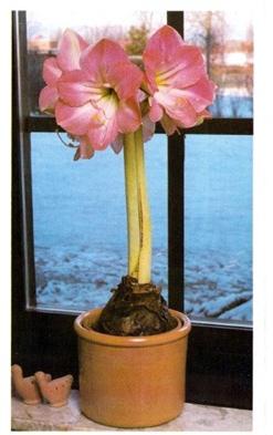 prečo nie kvety hippeastrum