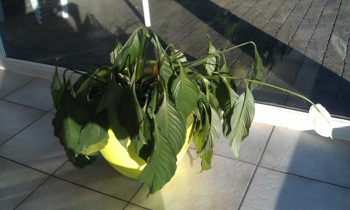 prečo opúšťa spathiphyllum blacken