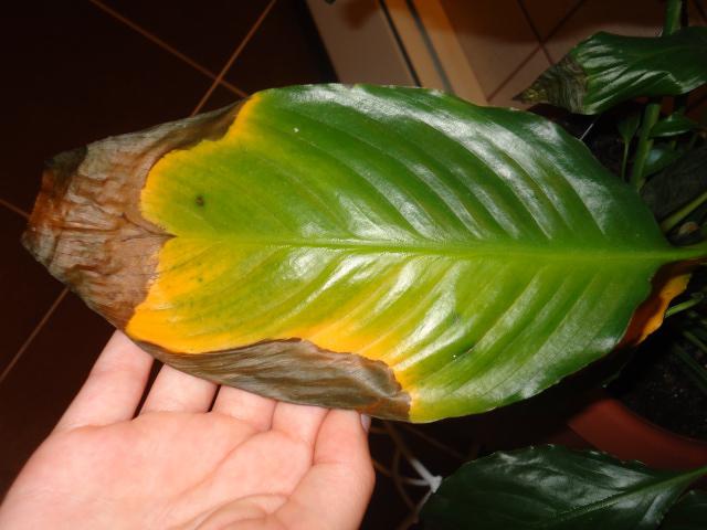 spathiphyllum čierna opúšťa čo robiť