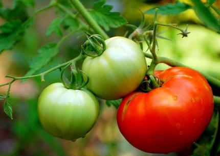 Vysádzanie paradajok na otvorenom teréne a skleníku. Tipy pre farmárov nákladných vozidiel