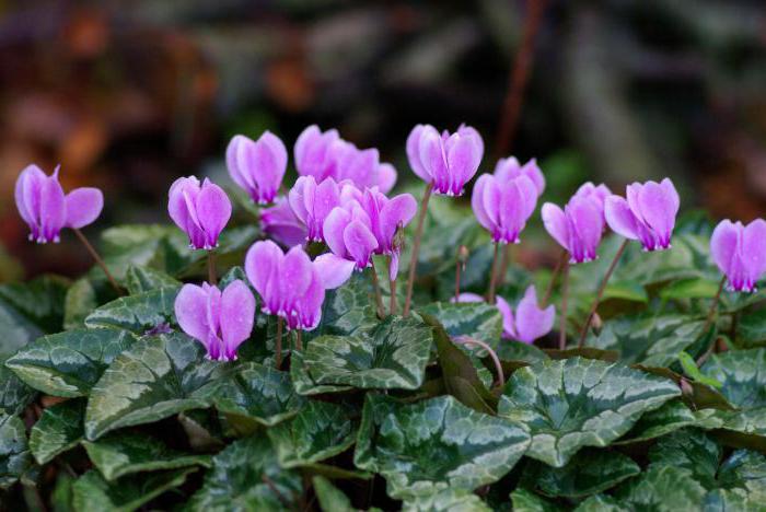 Reprodukcia cyklámenového listu doma. Cyclamen kvetina: foto