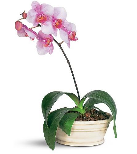 Reprodukcia domácej orchidey doma - ako získať jedného z jedného?