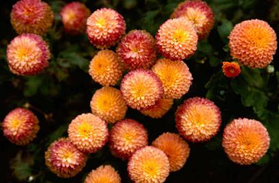 Záhradné chryzantémy sa stanú farebnou výzdobou v jesennom období
