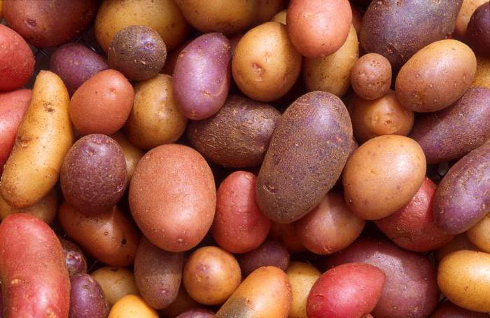 Holandské odrody zemiakov