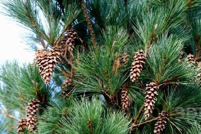 Pine of Weymutov