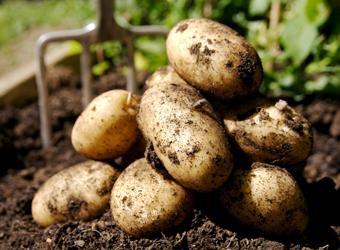 Vysoko výnosné zemiaky Šatky: Popis odrody