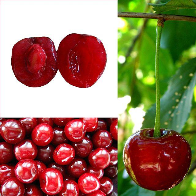 cherry odrody