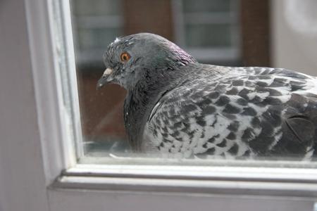 Spočíval holub na okennom parapete? Nie je to len ...