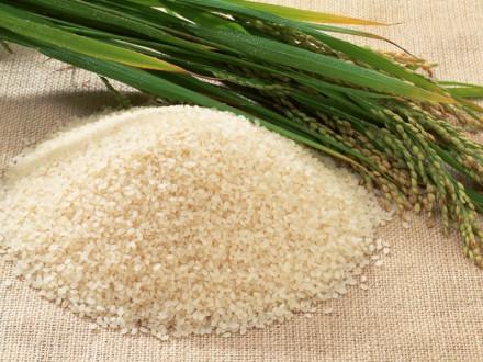 poškodenia a prospechu z ryže
