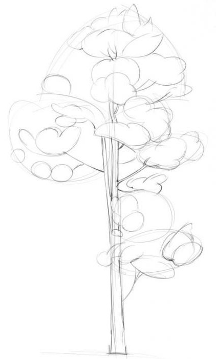 Ako nakresliť borovice v etapách