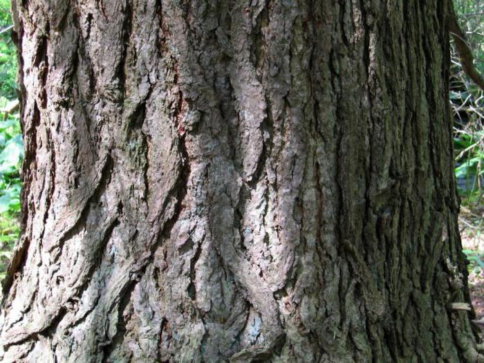 Kanadská borovica je vždyzelený ihličnatý strom s plochými ihlami. Tsuga kanadský