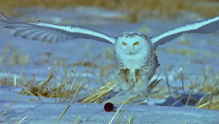 polárna owl ungulate lemming