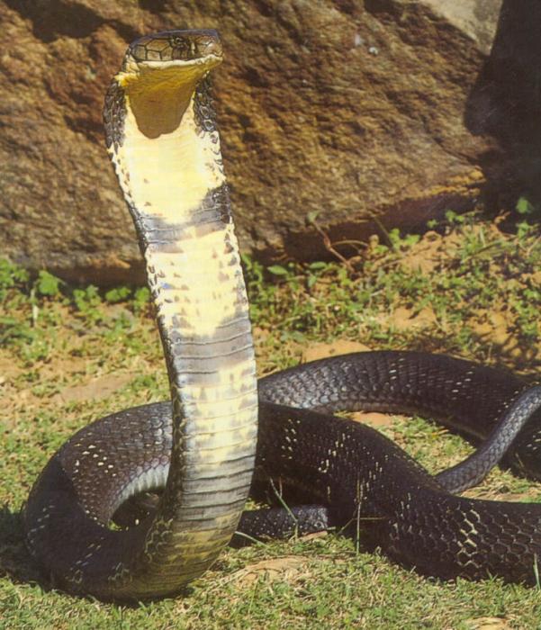 Royal Cobra Foto