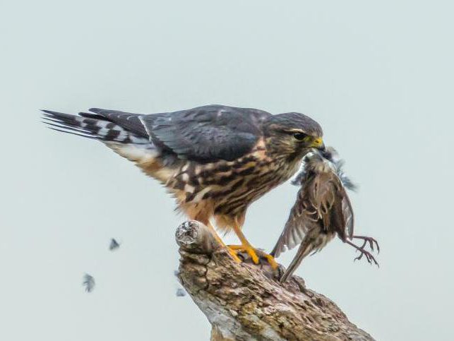 Gyratory Bird of Prey