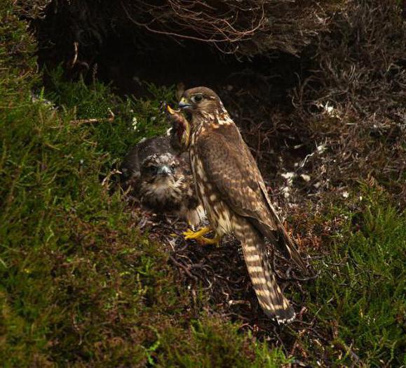 Gyrfalcon - vták neobvyklý a vytrvalý