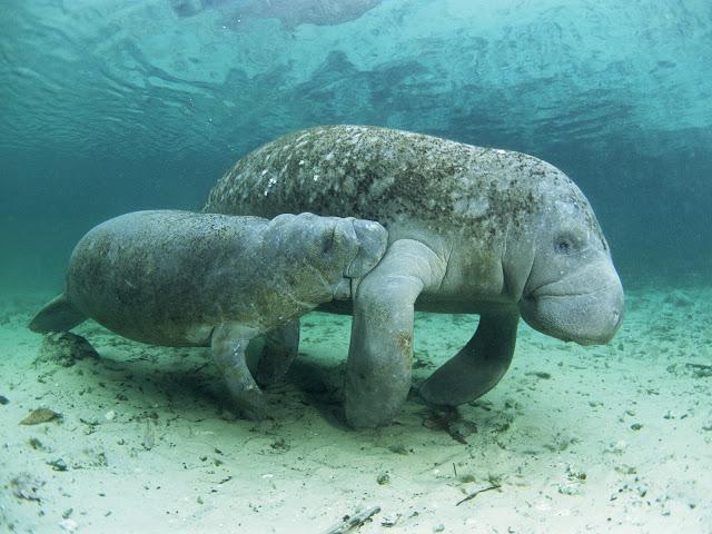 Manatee - dobrá krava