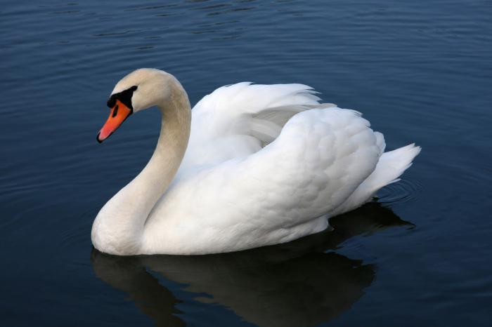 Swan Mute Swan Popis