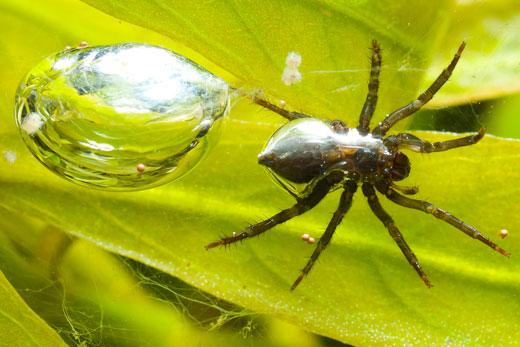 Spider-silverback - majiteľ leteckého hradu