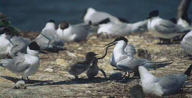 Bird riečny tern: popis, foto