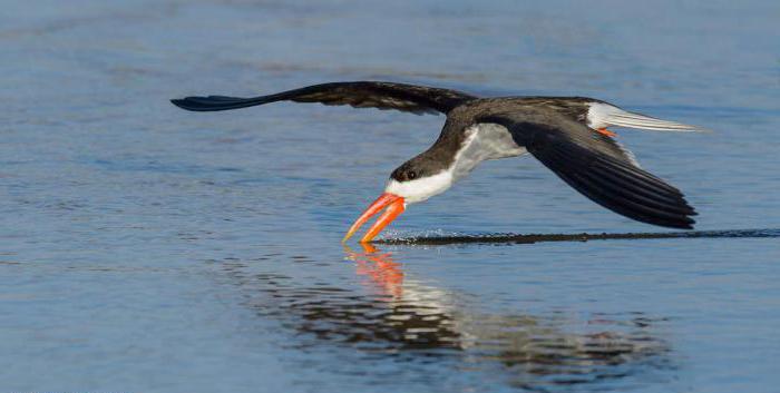 Bird s červeným zobákom: fotografie, meno