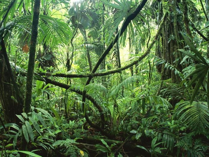 Rastliny rovníkových lesov. Vlastnosti a význam