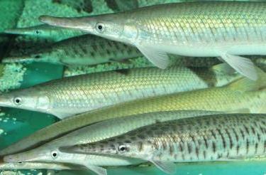 Ryba sargan - jeden z uchádzačov o úlohu morskej šťuky