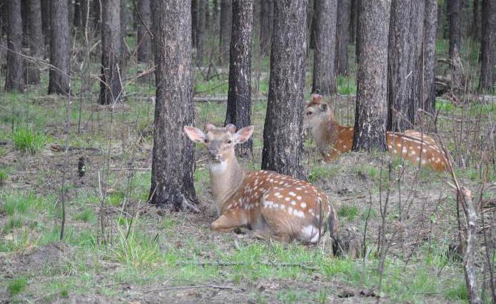 Najlepšie zoologické záhrady v Rusku: recenzie, funkcie a recenzie