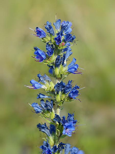 Echium vulgare