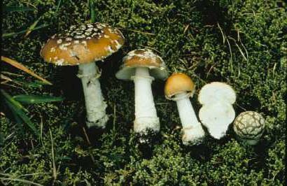 panter fly agaric