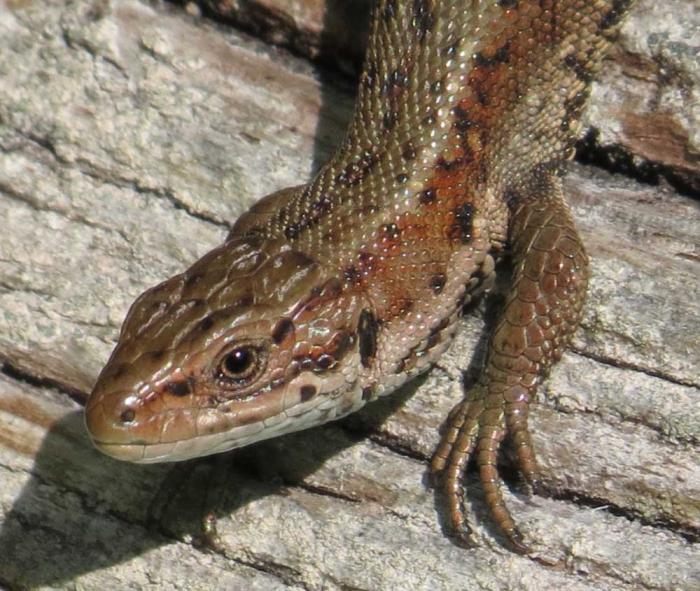 Lizard obyčajná ako domáce zviera