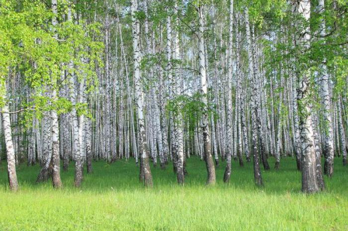 "Birch Grove" - ​​esej o maľbe Isaaca Levitana